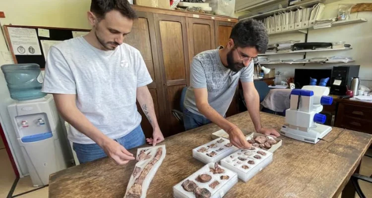 Argentine scientists find speedy 90-million-year-old herbivore dinosaur