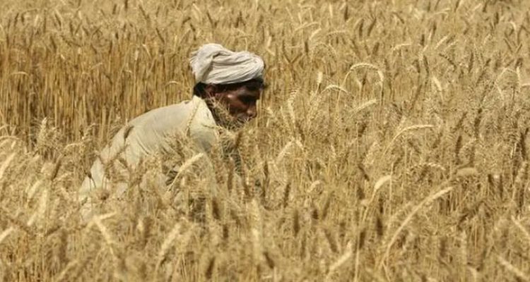 Punjab CM makes major announcement for farmers