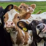 What to know about bird flu in dairy cows